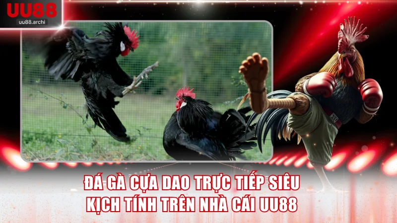 Đá gà cựa dao