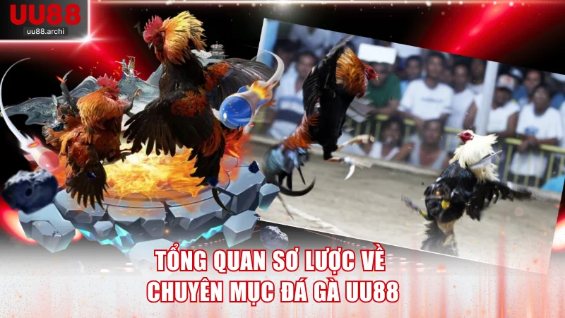 Tổng quan sơ lược về chuyên mục đá gà UU88